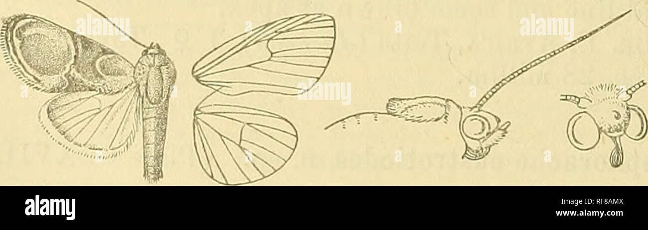 . Katalog der Lepidoptera Phalaenae im British Museum. Motten. 650 NOCTUID ^. Punkt bei Costa, dann schwach, außerhalb der Zelle excurved und Schräge zum inneren Rand; Spuren von einem blassen subterminal Linie unter Vene 7 excurved und in der Mitte; eine Reihe von schwarzen Punkten. Hinterflügeln grau getaucht mit braunen, die zilien mit eine feine helle Linie, die an der Basis; die Unterseite weißlich Dick irrorated mit braunen, der Costa getönt mit ochreous. Hah. Madras, Gooty {Oamphell), 1 § Art. Exp. 20 Millim. Gattung THYATIEINA, sep. Typ, T. achatina. Rüssel voll entwickelt; Palpen upturaed, die 2. Gemeinsame reachin Stockfoto