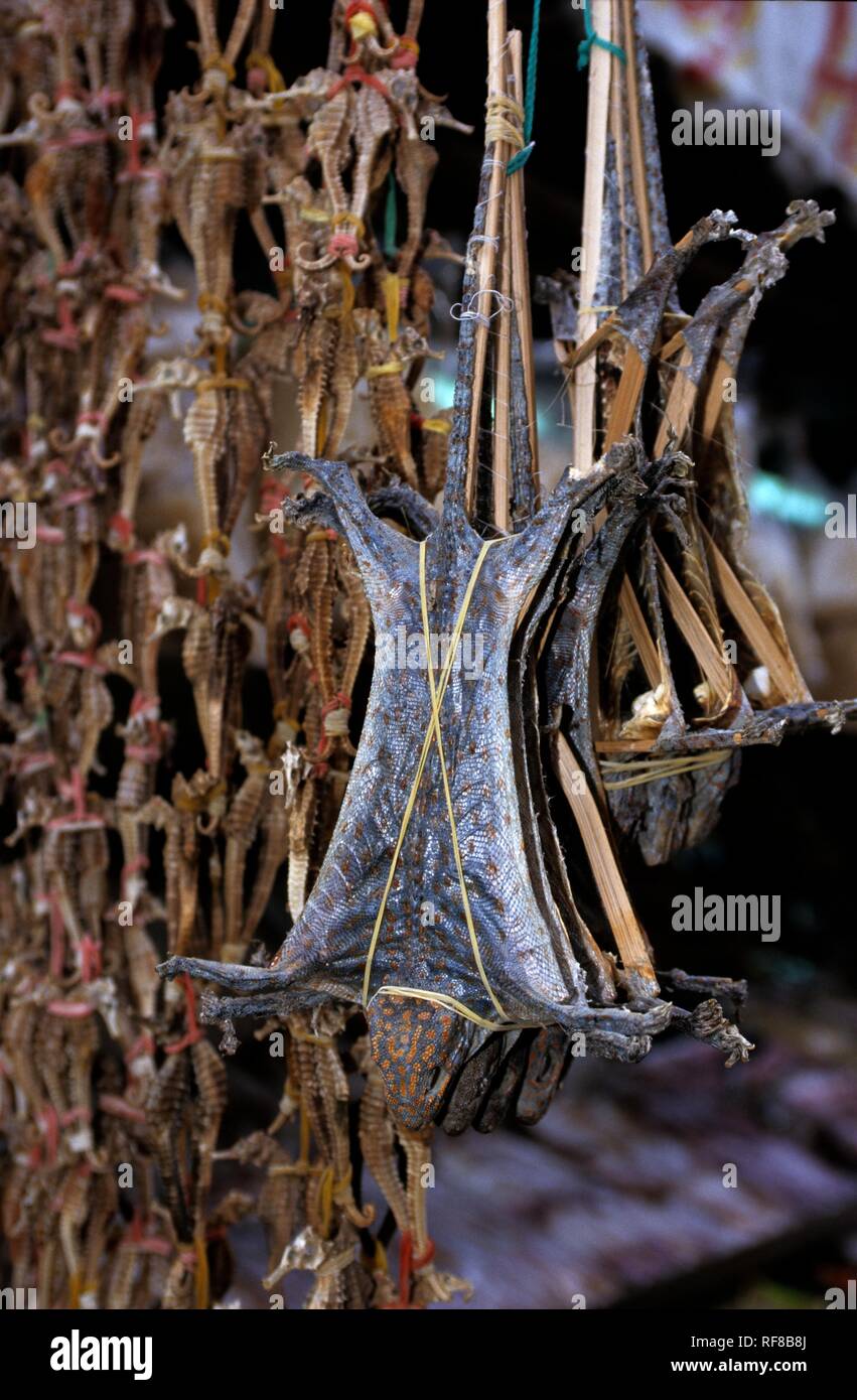 Getrocknete Seepferdchen und Eidechsen an der "täglichen Cho Dam Markt in Nha Trang, Khánh Hòa Küstenstadt in der Provinz, Vietnam, Asien Stockfoto