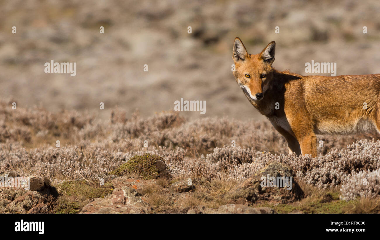 Einen seltenen äthiopischen Wolf jagt allein in der Sanetti Plateau Stockfoto