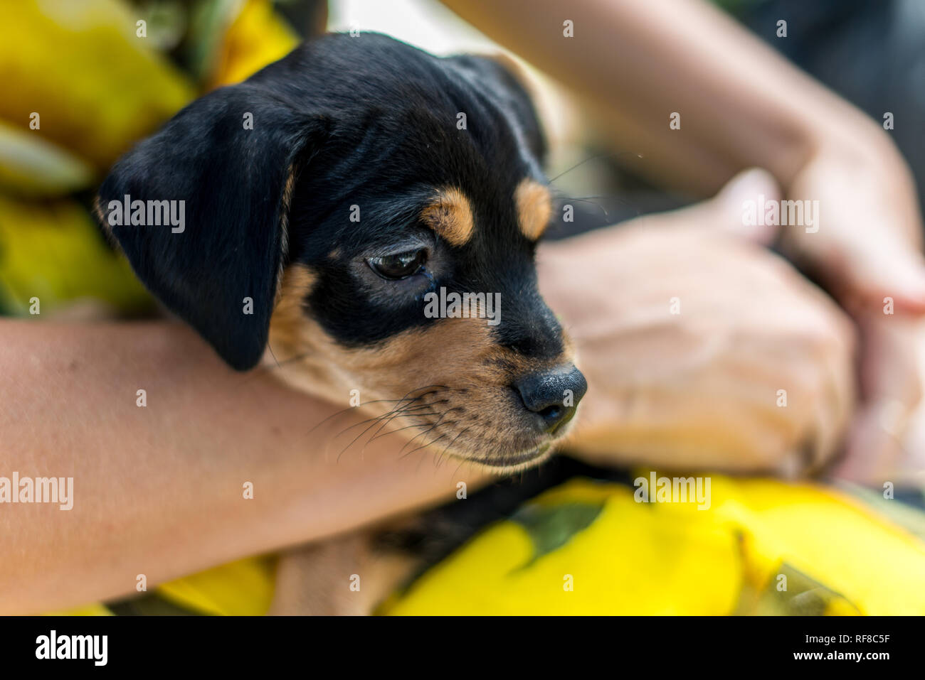 Das Porträt einer jungen Hund ruhig sitzen auf dem Schoß seines Besitzers Stockfoto