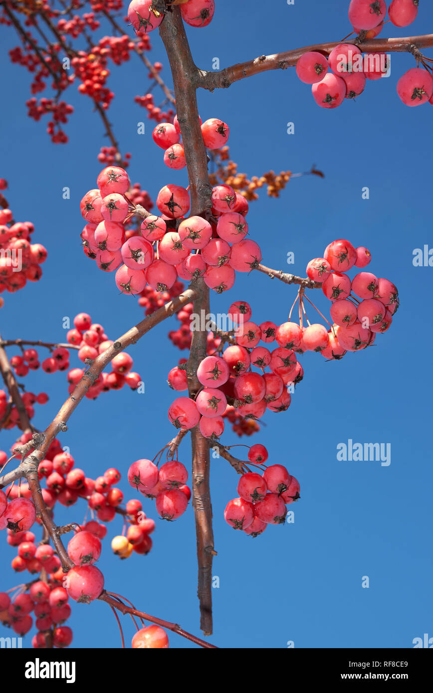 Malus, Crab Apple Obst Stockfoto