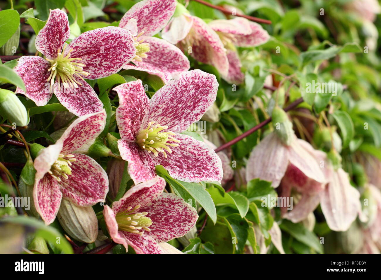 Blumen Clematis cirrhosa Freckles var. purpurascens'' im Winter, UK. Hauptversammlung Stockfoto