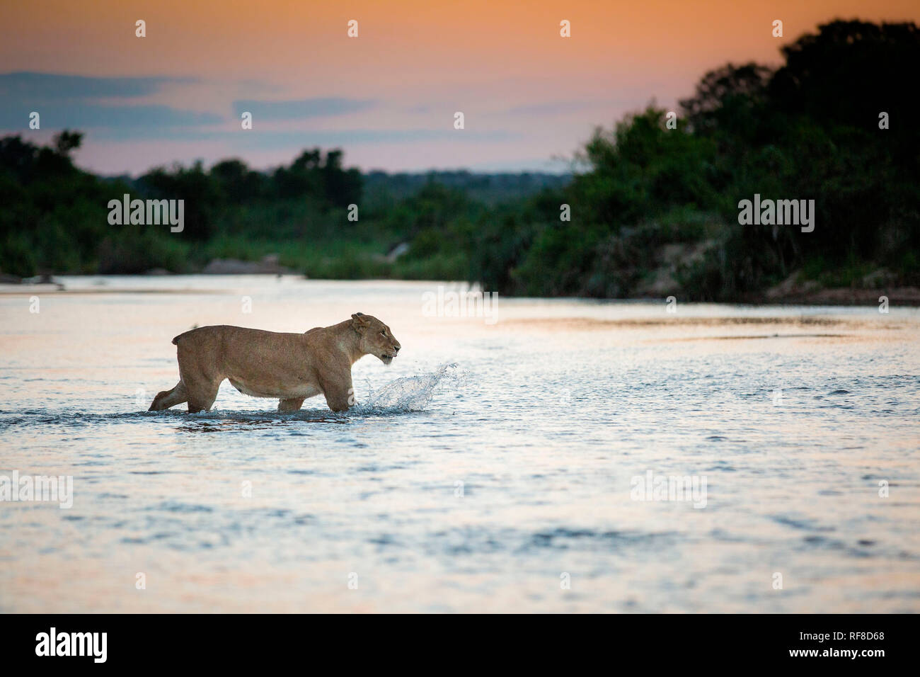 Ein junger Löwe Panthera leo, ohne Schwanz Spaziergänge über einen Fluss, die Ohren zurück, Weg suchen, Spritzwasser, Sonnenuntergang im Hintergrund. Stockfoto