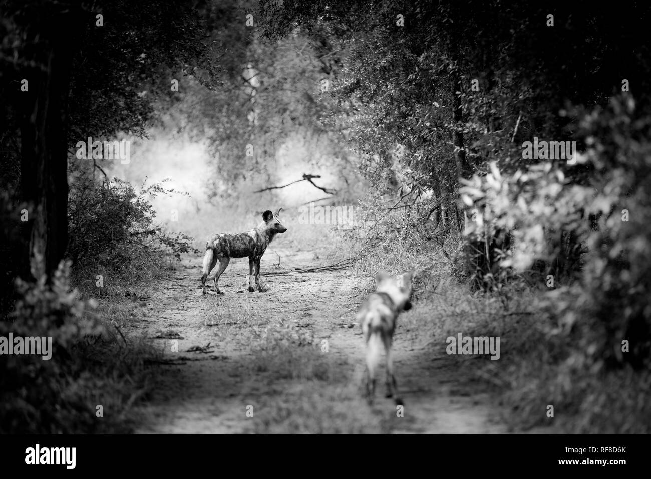 Zwei Afrikanische Wildhunde, Phacochoerus Africanus, stehend auf einem Pfad. Stockfoto