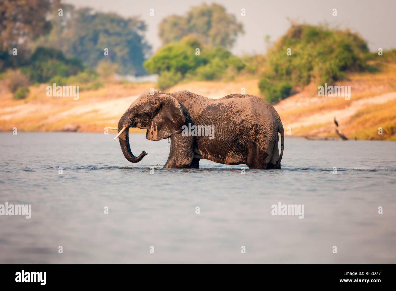 Ein Elefant, Loxodonta africana, steht Knietief im Wasser, nassen Körper, Rumpf sprays Wasser, entfernt. Stockfoto