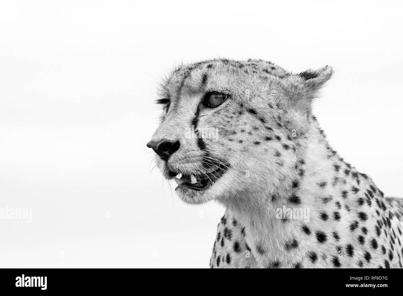 Ein Gepard Kopf, Acinonyx jubatus, Weg suchen, Ohren zurück, den Mund offen, in Schwarz und Weiß. Stockfoto