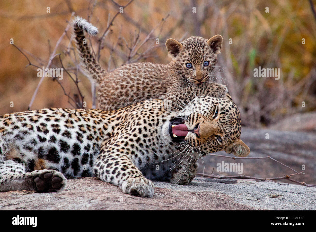 Ein Leopard Mutter Panthera Pardus Hinlegen Die Augen Schliessen Den Mund Offen Als Cub Beisst Ihr Ohr Mit Blauen Augen Stockfotografie Alamy