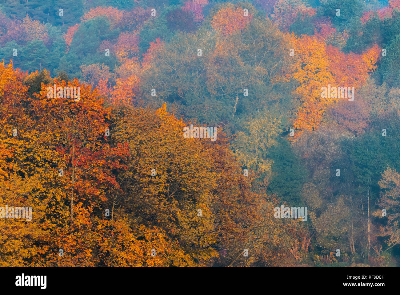 Erstaunlich, golden, Gelb, Rot, Grün Herbstfarben im Wald, Holz. Herbst Hintergrund Sammlung Stockfoto