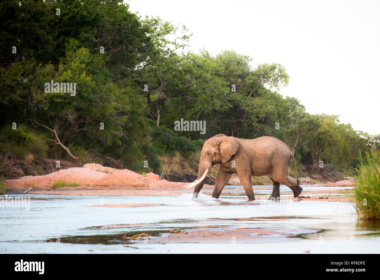 Ein Elefant, Loxodonta africana, mit langen stoßzähnen Spaziergänge in einem seichten Fluss, Amtsleitung in Wasser, Weg, Bäume im Hintergrund Stockfoto