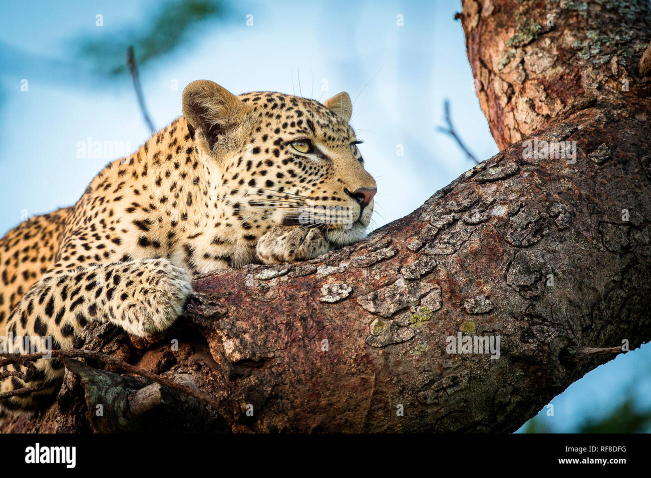 Ein leopard Kopf und Pfoten, Panthera Pardus, liegt auf einem Ast, ruht auf Vorderpfote, Weg suchen Stockfoto