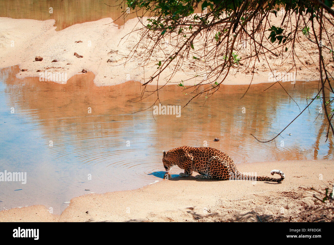 Ein leopard Panthera Pardus, liegt auf Sand und runden an Wasser aus einem Fluss, zurück zu Kamera, Wellen im Wasser Stockfoto