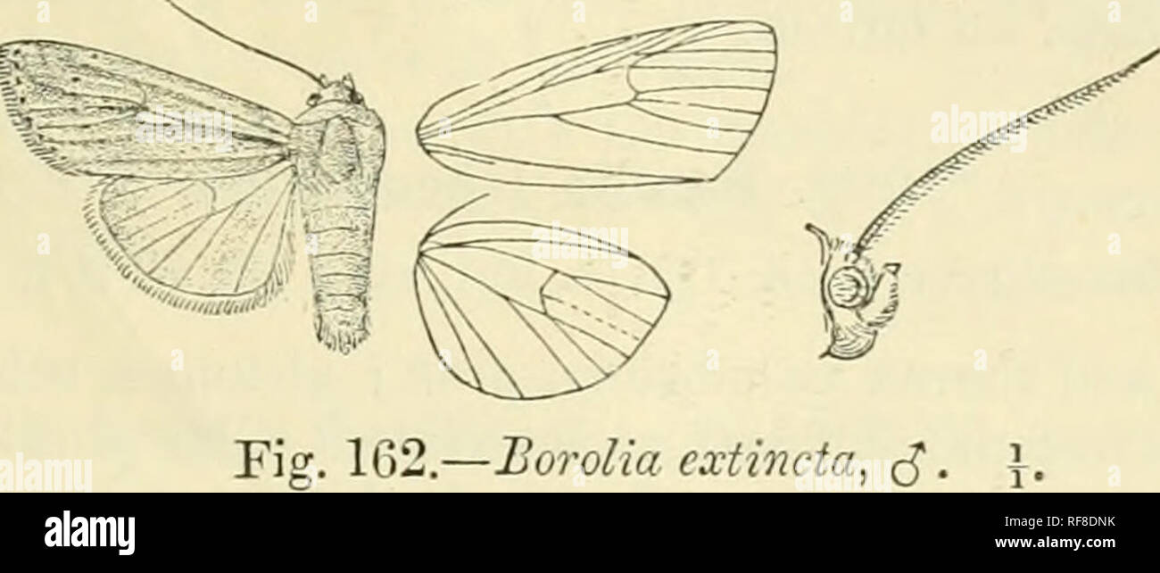 . Katalog der Lepidoptera Phalaenae im British Museum. Ergänzen. Motten. BOEOLIA. 571 Levcania orLa, Schaiis, J.? v.Y. Ent. Soc. vi. S. 114 (1S75); Driice, Eiol. Centr.-Äa, Het.II, S. 568. Leucania oaxacana, Schans, ^, durch. New York Eut. Soc. Ti. S. 115 (1898); Druce, Biol. Centr.-Äa, Het.II, S. 568. Kopf und Thorax ochreous - Weiß, gefärbt mit hellen violett-rosa und leicht irrorated mit dunklen Braun; Abdomen ochreous Weiß. Vorderflügel blass ochreous getönt mit violett-rosa; der mittlere iiervure leicht gestreift mit weisse, leicht zu erweitern an senken. Borolla cxtincta, cj". Winkel der c Stockfoto