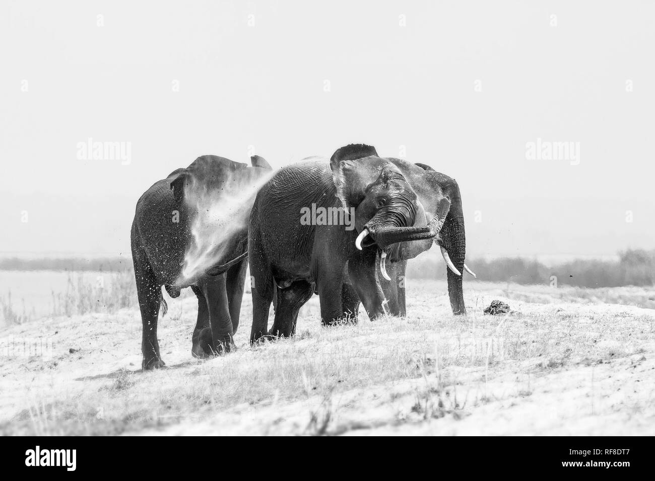 Drei Elefant, Loxodonta africana, auf einer Sandbank stehen, nasse Haut, Spray Sand mit den Rüssel in die Luft, in Schwarz und Weiß Stockfoto