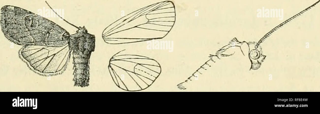 . Katalog der Lepidoptera Phalaenae im British Museum. Ergänzen. Motten. 441 1780. Sideridis evideiis. Evidens Nodua, Hiibn. Eur. Srhmett., Noct. w. 369 (1827); von Dup. Lep. Fr. vii. S. 457, Pi. 128. w. 6, &Amp; Suppl.iii.pi. 39. w. 2; Stand. Kat. Lep. pal. S. 193. Kopf und Thorax helle rufous; abdomeu gelblich getönt mit RUFOUS. Vorderflügel rufous durchdrungen mit Weißlichen, die Venen rufous; subbasal Linie rufous, gewinkelt nach aussen unten eosta und der mittleren nervure, von Costa an submedian Falten; autemedial Linie schräg, winkte; claviform mässig, von rufous definiert; orbicular und Reni - für Stockfoto