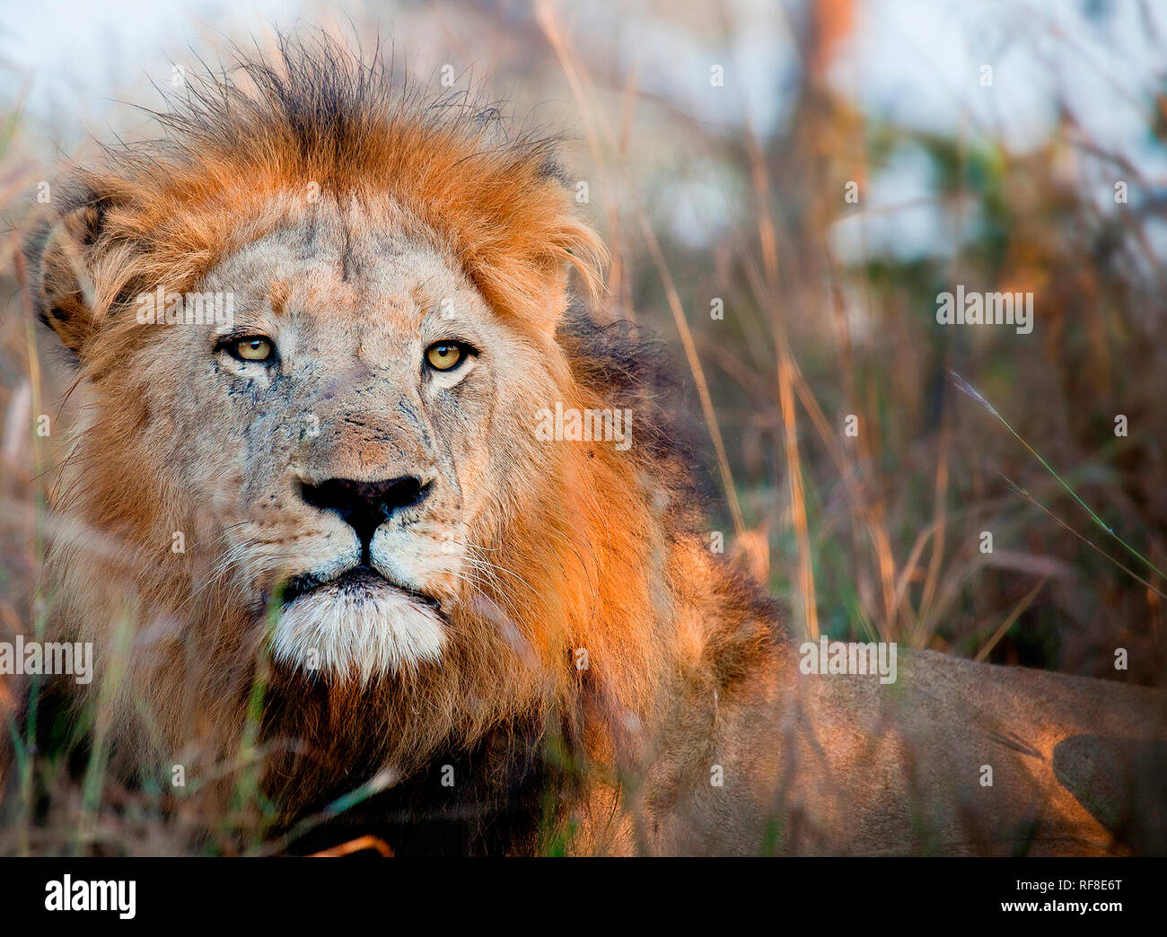 Der Leiter der männliche Löwe Panthera leo, Alert, liegend Stockfoto