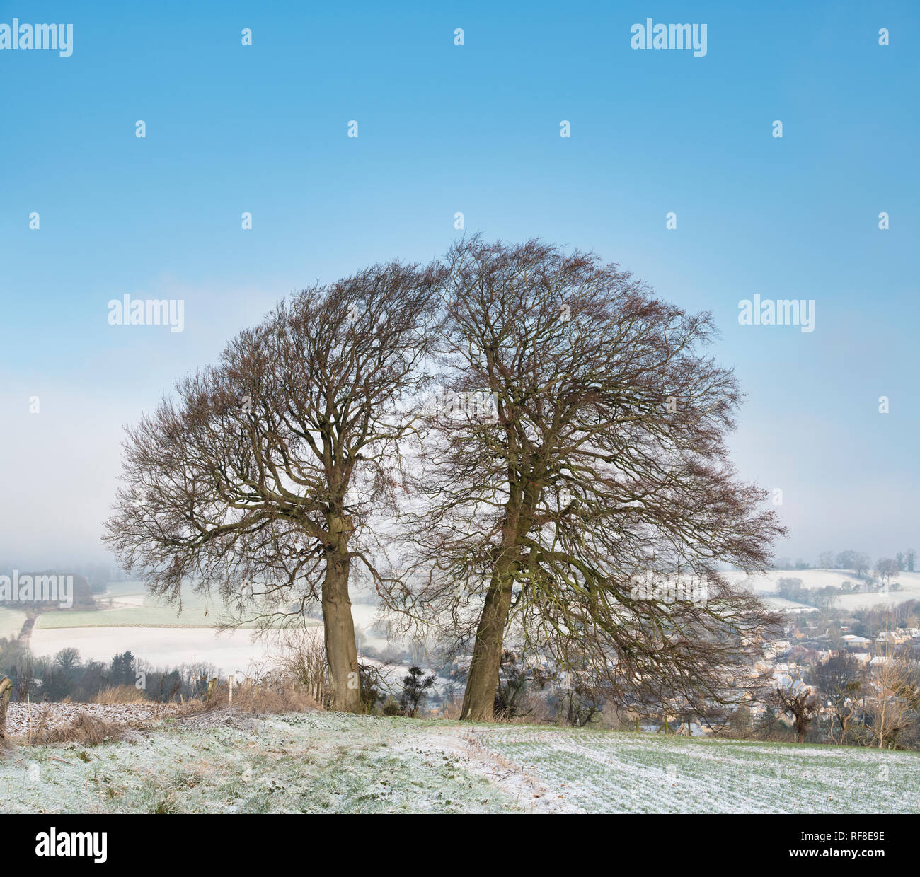 Winter buche Bäume am Rande eines gepflügten Feldes im Schnee in die Landschaft von Cotswold abgedeckt. Chipping Campden, Cotswolds, Gloucestershire, England Stockfoto