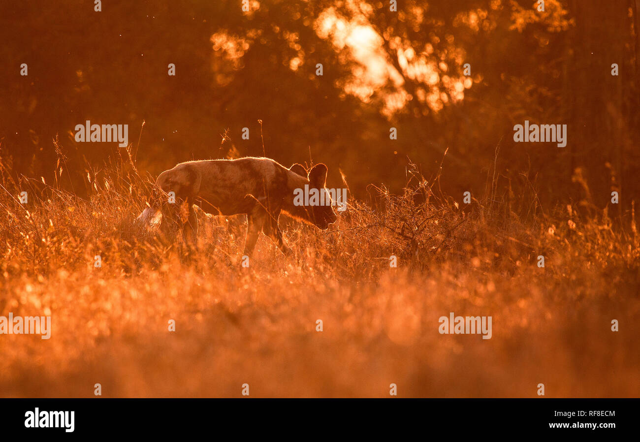 Ein Afrikanischer Wildhund, Lycaon pictus, Backlit, geht weg von der Kamera durch Gras, Ohren zurück Stockfoto
