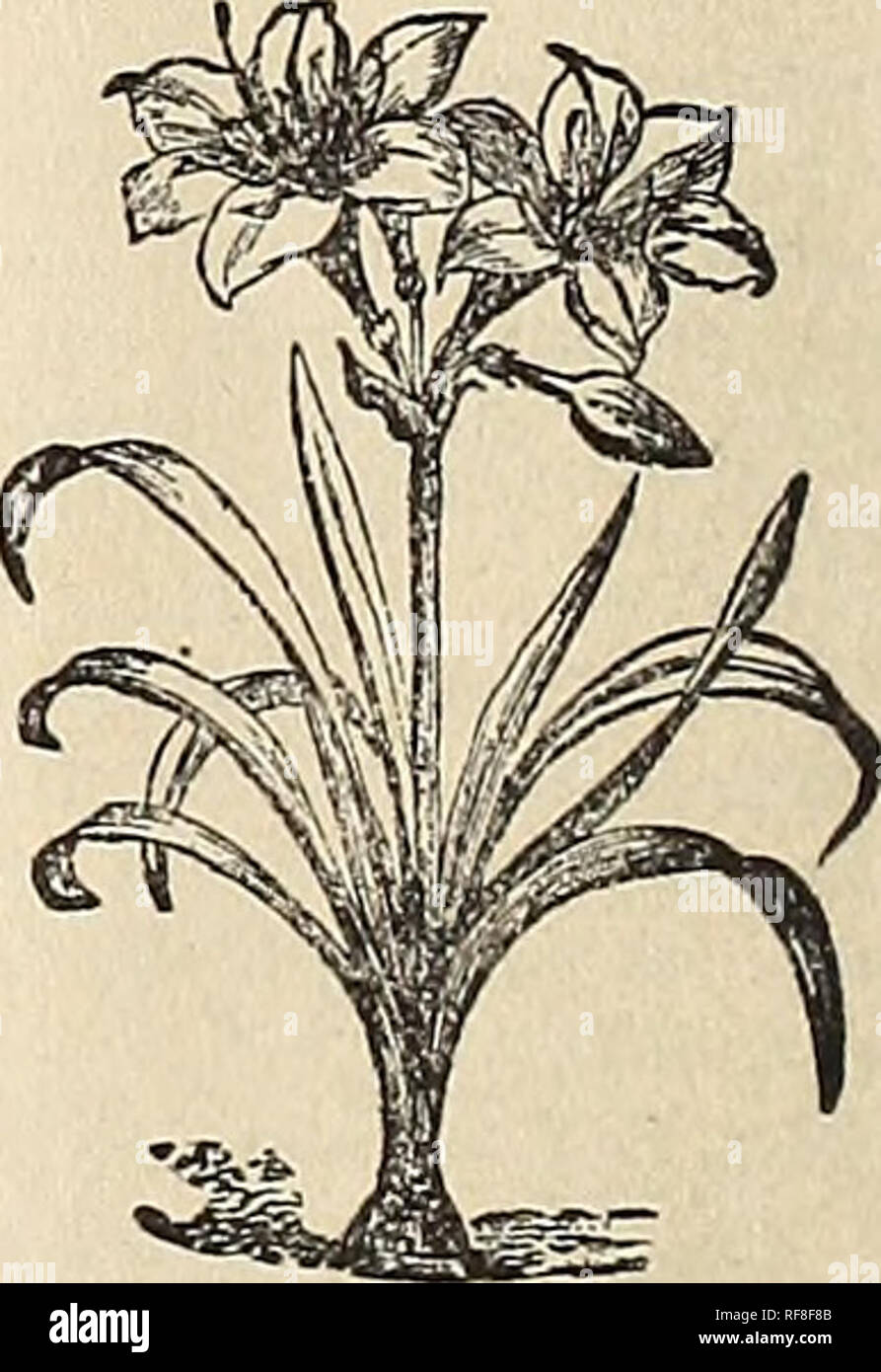 . Katalog der seltenen Florida Blumen und Früchte für die Saison 1890