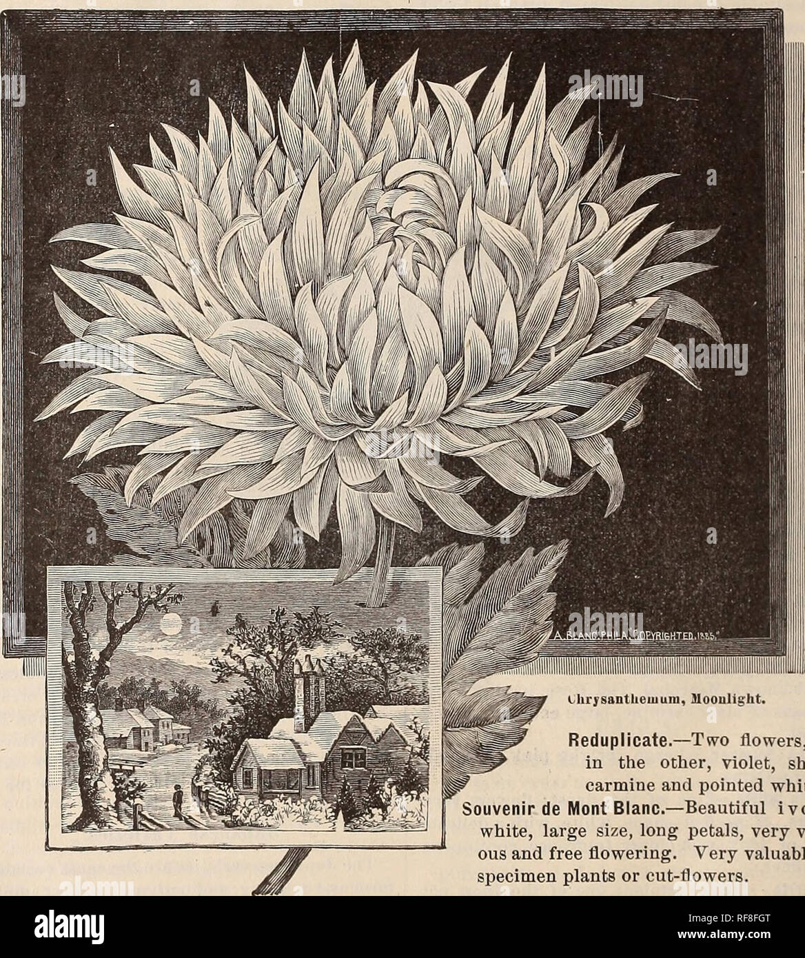 . Katalog von Pflanzen: Frühjahr 1889. Baumschulen Ohio Kataloge; Blumen Kataloge. 10 R. MdricJi, Florist, Springfield, Ohio. Chrysanthemen - fortgesetzt. Ab-del-Kader.-satten, tiefen Maroon - Crimson. Blanc Precoce. - Reinweiss, schön Imbricated, Blütenblätter ra sed zuerst, dann gekrümmt, wenn vollständig geöffnet; Hardy. Heiligabend. - eine herrliche Auswahl an reinen Schnee weiße; spät. Dr. Leonard.-Orange und Rot, Gelb. Ferdinand Feral. - Blumen groß, große u-förmige Blütenblätter, rose Farbe, gespitzt, chamoise. Helvetie. - voller Blumen, Carmine, schattigen Amar-anth, silbrig-Center. John Thorpe. - Helle Crimson, Stockfoto