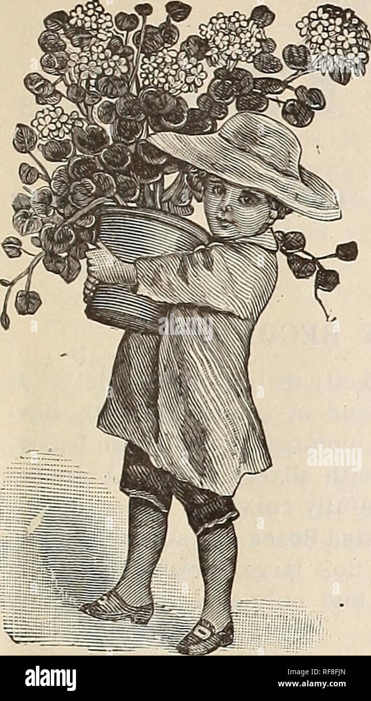 . Katalog von Pflanzen: Frühjahr 1889. Baumschulen Ohio Kataloge; Blumen Kataloge. . Bitte beachten Sie, dass diese Bilder sind von der gescannten Seite Bilder, die digital für die Lesbarkeit verbessert haben mögen - Färbung und Aussehen dieser Abbildungen können nicht perfekt dem Original ähneln. extrahiert. A.R.Aldrich (Firma); Henry G. Gilbert Baumschule und Saatgut Handel Katalog Kollektion. Springfield, Ohio: A.R.Aldrich Stockfoto