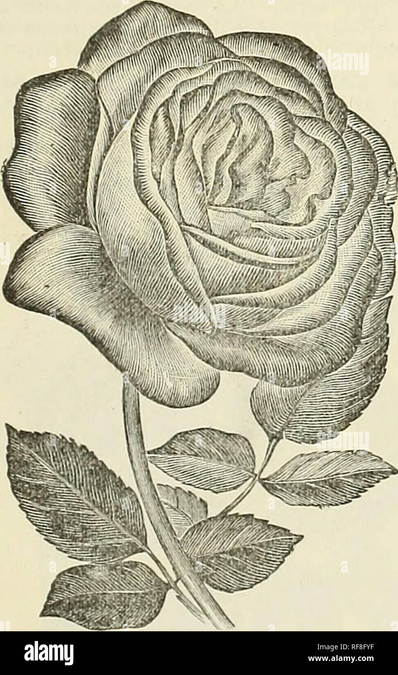 . Katalog der Baumschulen. Saatgut Industrie und Handel Michigan Kataloge; Blumen; Obst Kataloge Kataloge. Katalog der Baumschulen. 71 Abel Carriere - Violett crimson; fiery Red Centre; sehr Doppel; feine blühende Pflanze. Alfred Colomb - Brillante carmine Crimson; sehr große, voll und von feinen kugelförmige Form. Sehr aromatisch, und in jeder Hinsicht eine feine Art. Anna de Diesbach - Hell rosa Farbe; sehr groß und auffällig; besonders fein in der Knospe; Blüte leicht schalenförmigen. Eine kräftige Züchter; eines der Besten. Annie Wood - Vermillion; Sehr wohlriechend; fein im Herbst. Eine wunderschöne Rose. Boule de Neige - Schnee - whit Stockfoto