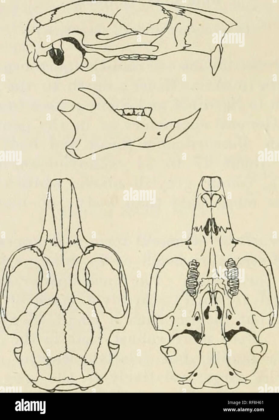 . Katalog der Säugetiere des westlichen Europa (Europa ohne Russland) in der Sammlung des British Museum. Säugetiere. 574 RODENTIA größer als die drei vorderen. Klaue der inneren toe relativ mehr reduziert, die eng mit Pad appressed. Schwanz einfach wie in Ellomys gebrochen und zeigen die gleiche Tendenz eine ungewöhnlich verdickte Bleistift zu produzieren, wenn sie verletzt, seine Haare lang, seine Form streng distichous bei Erwachsenen, aber terete durch basale Hälfte in den Jungen. Mammae: p 2 - 2, 1 - 1, 2 - "l=12. Farbe.- Obere Teile aus einem gelblich-braun Brokkoli bis hin zu Bläulichen Rauch-Grau, ein wenig darkene Stockfoto