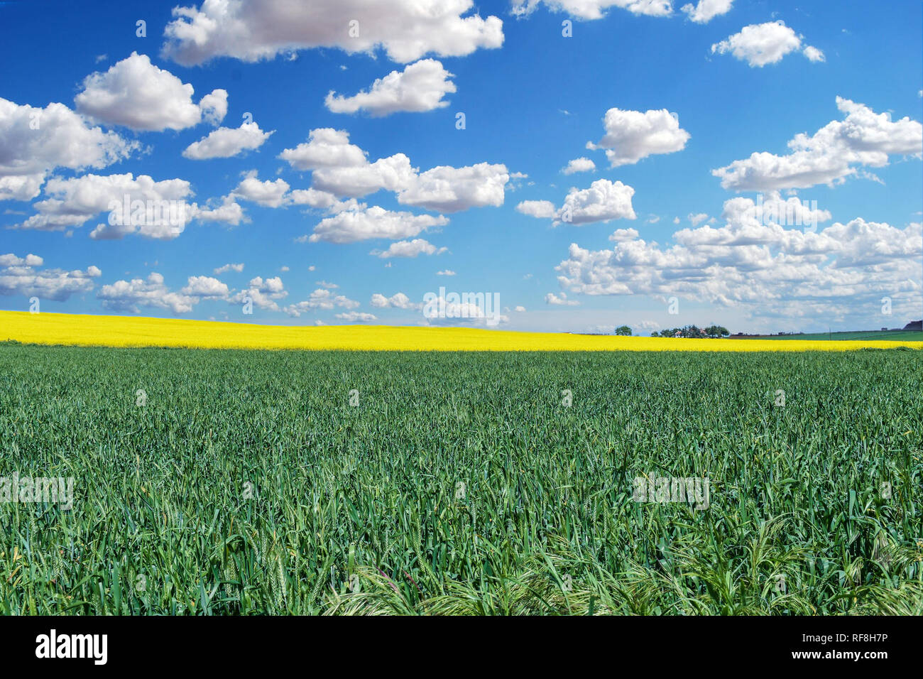 Canola Felder auf einen wundervollen Tag Stockfoto