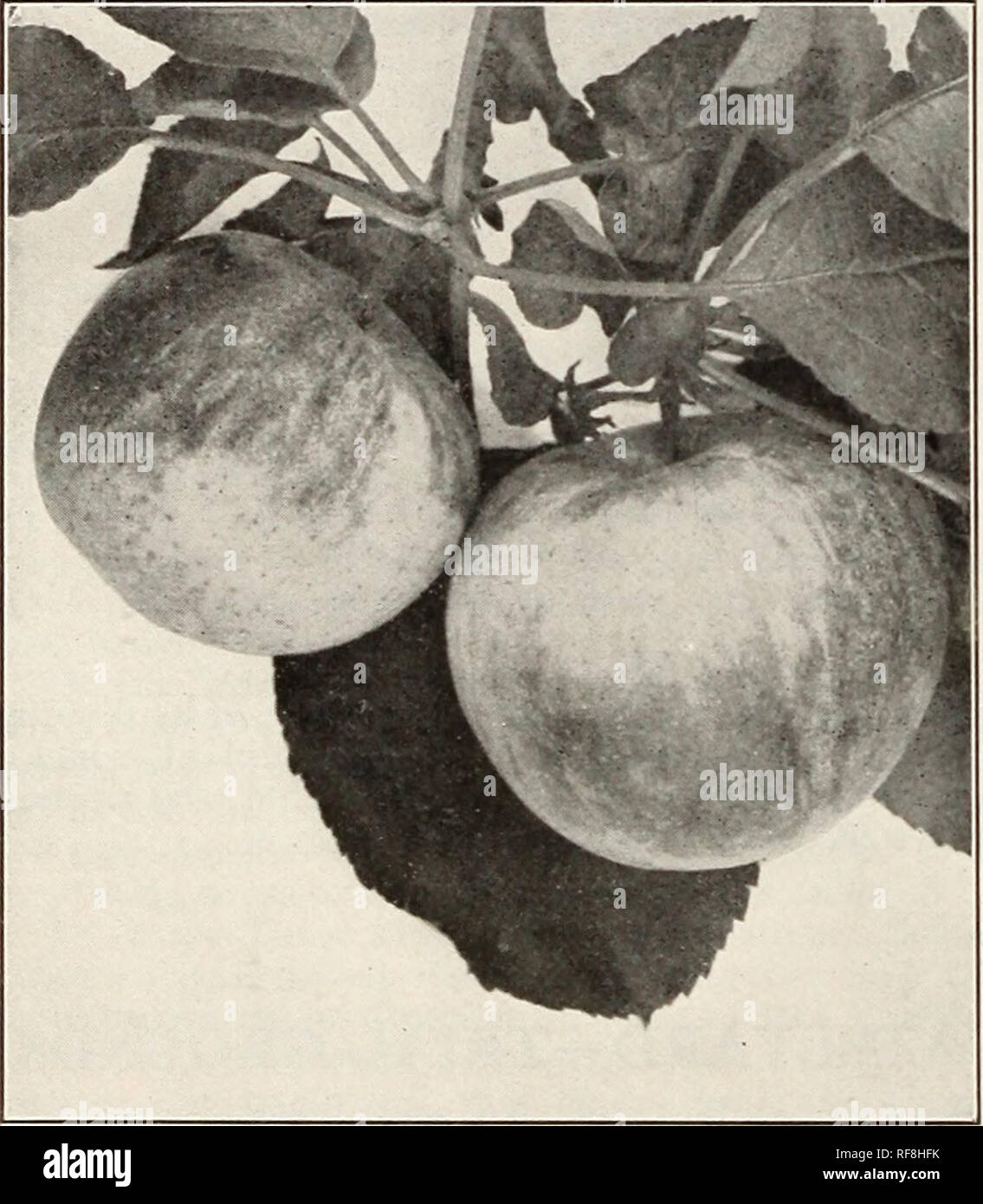 . Katalog der Mount Hope Baumschulen gegründet 1840. Baumschulen (Gartenbau) Kataloge; Rosen Saatgut Kataloge Kataloge; Erdbeeren; Glühlampen (Pflanzen) Kataloge; Obst; Blumen Kataloge Kataloge. Wählen Sie Äpfel bieten wir folgende Sorten, die sich gut bewährt haben, und kann als eines der besten jetzt im Anbau empfohlen werden. Standard Äpfel. Bäume für Obstgarten pflanzen sollten Standards werden. Wir bieten aber eine Klasse, nämlich der Klasse oder die Nummer eins, im Durchschnitt fünf bis sechs Fuß in der Höhe. Der führende beliebte Arten können in der Regel in grossen Mengen geliefert werden als durch die Preise angezeigt. Zwerg T Stockfoto