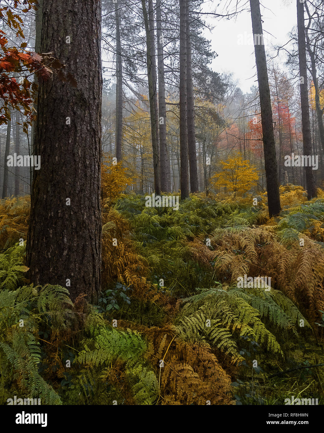 Diebe Holz in Nottinghamshire zeigt einige Herbst Farbe. Stockfoto