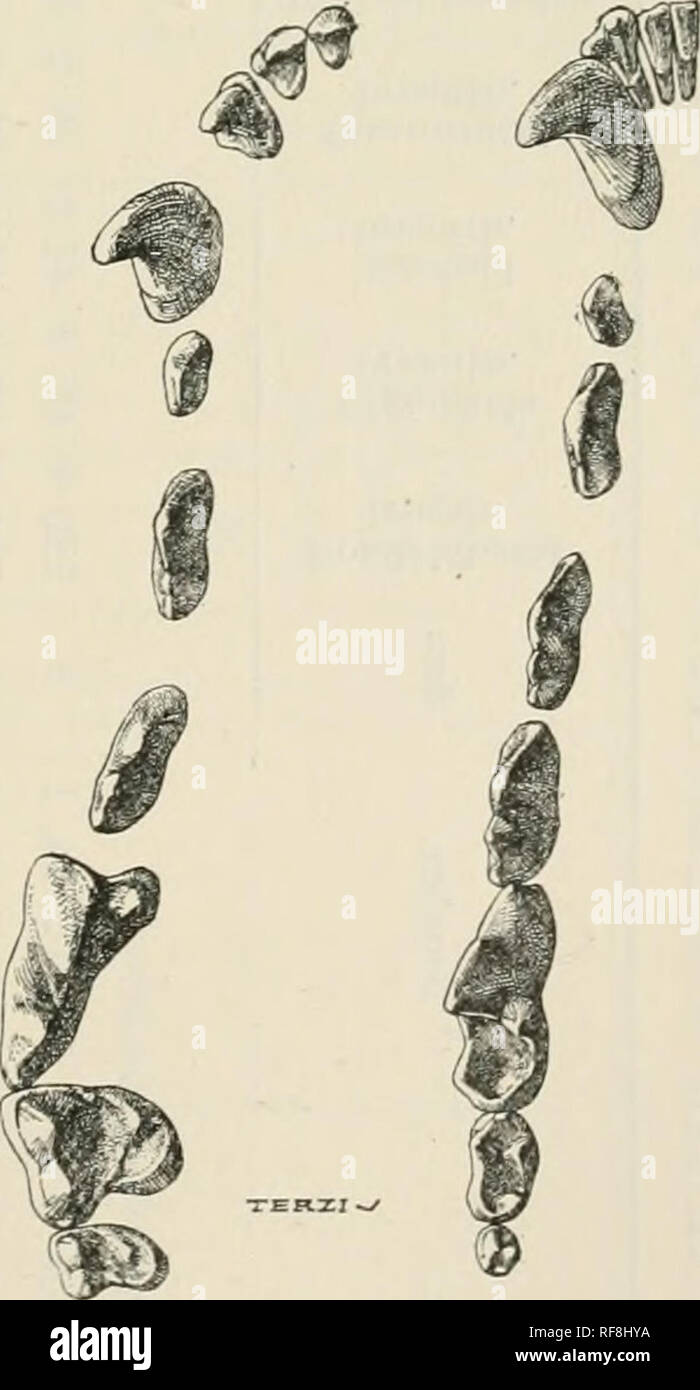 . Katalog der Säugetiere des westlichen Europa (Europa ohne Russland) in der Sammlung des British Museum. Säugetiere. 321 eine Creme - buff Sub-terminal Storno, wodurch ein deutlich Fleckenbildung in dunklen Bereich; Flanken mit ein paar lange, ganz buff Haare; Seiten des Körpers und der Hals leichte Creme - buff getönt mit Lehm - Farbe, in Kontrast mit dunklen Bereichen wird die Verbesserung der seitlichen Bereich an Schulter durch Band aufgeteilt ca. 60 mm breit, in dem düster Der zurück Kreuze zu Bein; vorher die Buff seitlichen Bereich erstreckt sich über die Höhe der Ohren, wo er plötzlich Platz gibt, zu dunkel braun von Stockfoto