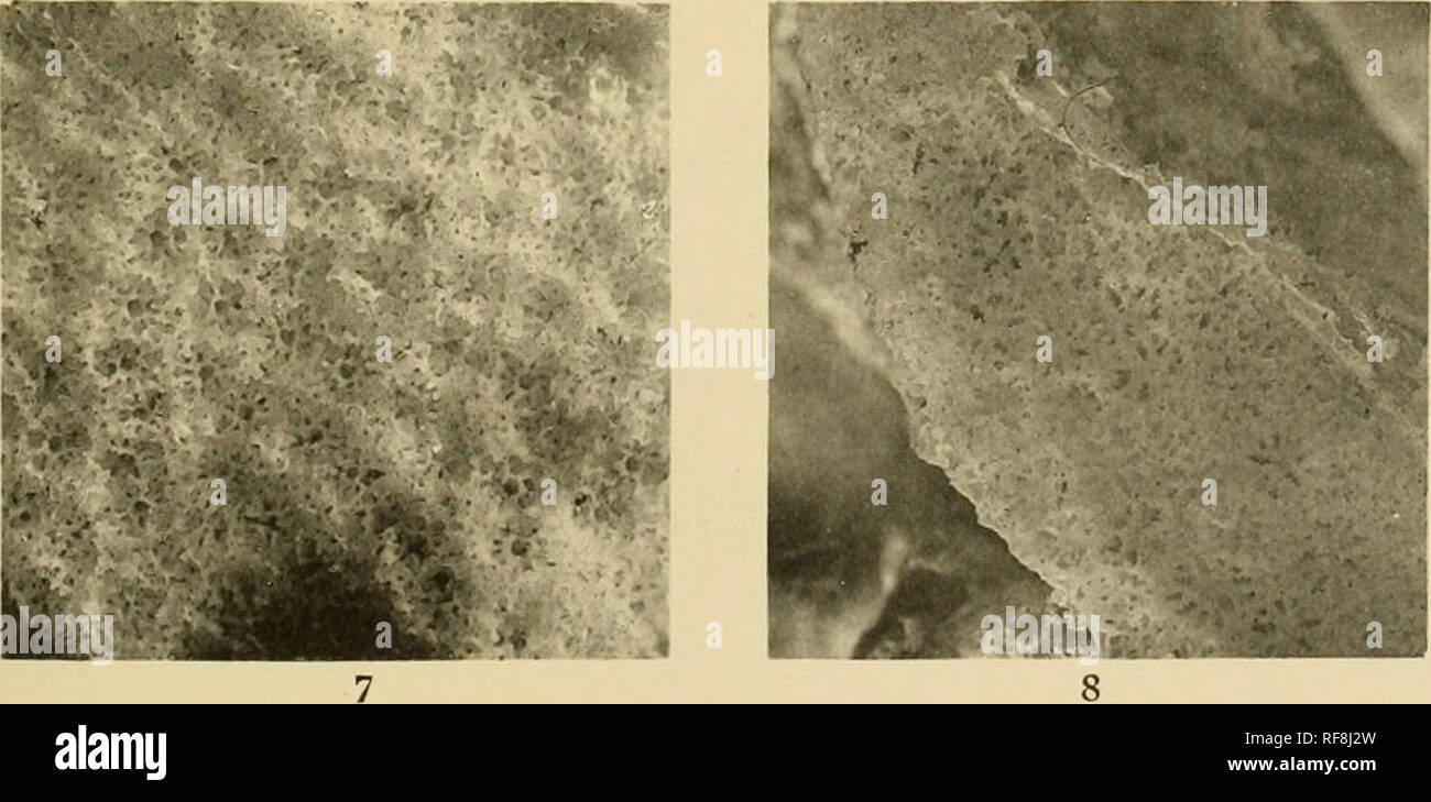 . Katalog Der madreporarian Korallen im British Museum (Natural History). Scleractinia. . Bitte beachten Sie, dass diese Bilder sind von der gescannten Seite Bilder, die digital für die Lesbarkeit verbessert haben mögen - Färbung und Aussehen dieser Abbildungen können nicht perfekt dem Original ähneln. extrahiert. British Museum (Natural History). Abt. der Zoologie; Bach, G. L. (George Leslie), 1910 -; Bernard, Henry; Meyners Matthai, G. London, Gedruckt im Auftrag des Kuratoriums der British Museum Stockfoto