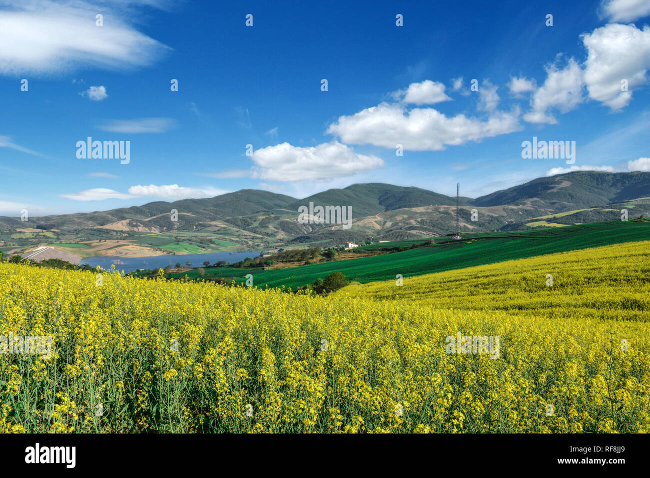 Canola Felder auf einen wundervollen Tag Stockfoto