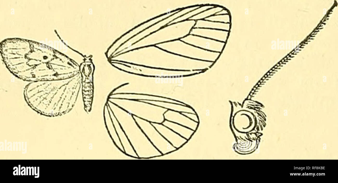 . Katalog der Lepidoptera Phalaenae im British Museum. Schmetterlinge, Lepidoptera. 534 ARCTIAD ^.. Kopf, Brustkorb und Bauch Weiß mit einem Fleischfarbene Tönung; antenneeand Beine mit Fuscous oben getönt. Pore Flügel^^      ^, weiß mit Fleisch - Farbe gefärbt; "- "^M".^ III"^^^^ obskure fuscous Spot am S^'-WF1^^^^^) P^Base und Streifen auf Basis von ^-® Costa; eine geschwungene Linie antemedial exeurved von median Yg." Ich % würde.-^ idariamundana, S-- nervure submedian zu falten; einen Punkt in der Mitte der Zelle; ein postmedial winkte Linie schräg über die Zelle; eine blasse unregelmäßige diffuse Subterminal fuscous Linie. Stockfoto