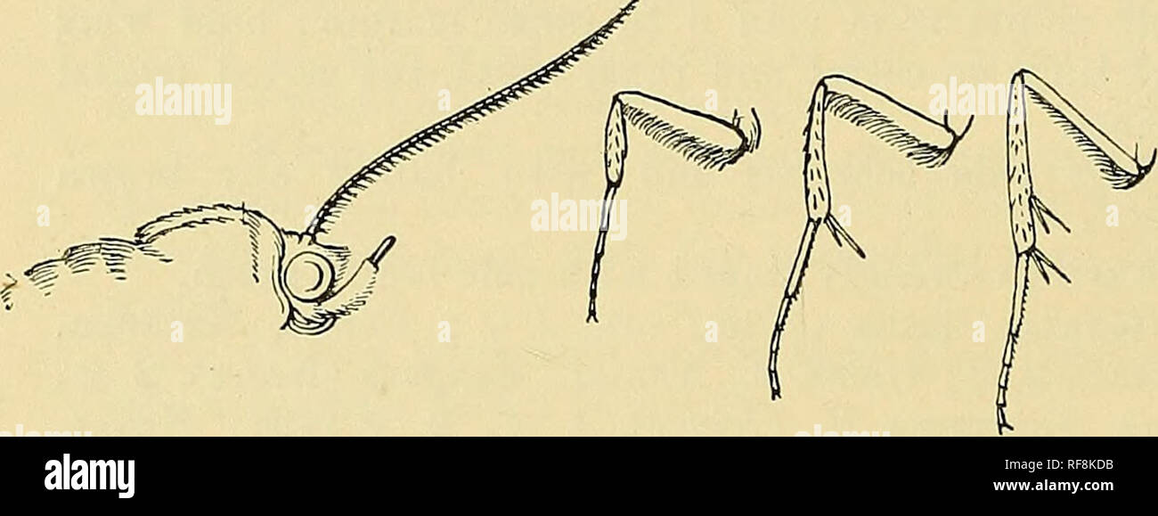 . Katalog der Lepidoptera Phalaenae im British Museum. Motten. Abb. 59.-En 77 wnodia rufescens, (^. }. Außenseite von weißlich. Die Unterseite der beiden wnngs überzogen mit rot-braun. Hab. Br. E. in Afrika [Ansorge), 1 cJ Typ in einem schlechten Zustand. Exp. 88 Millim. Abschn. III. Antennfe der männlichen fasciculate miniitelj'. A. in der Fore Bein der männlichen mit ei'ectile Büschel von langem Haar von femorci-tibial Joint; Vorderflügel mit der Apex sligbtly produziert. 7445. Enmonodia vespertilio. Hoctua vespertilio, Fabrikationsnr. Mant. Ins.II S. 136 (1787); Hmpsn. Motten ind II S. 554. Hypopyra Shiva, Guen. Noct. iii s. 199 (1852). Hypopyra Stockfoto