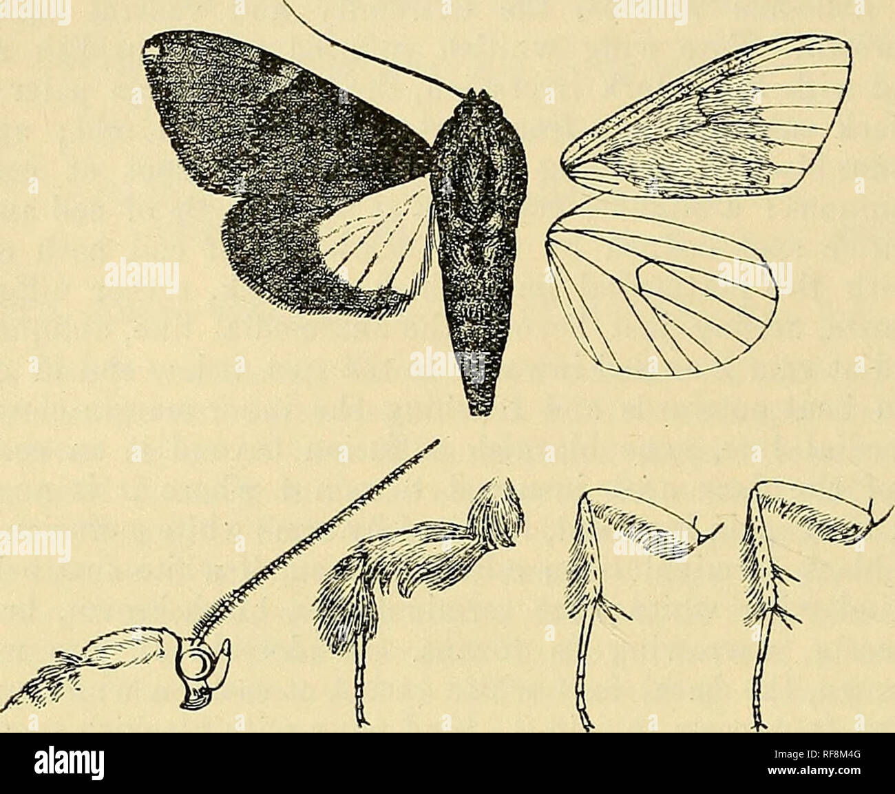 . Katalog der Lepidoptera Phalaenae im British Museum. Motten. 212 NOCTUIDJ*:. Band endet an Toi' Nus, die Terminal Area fuscous Braun; Hinterflügel mit das Küstengebiet weiß bis über die Mitte und mit einem bräunlichen Fleck in der Mitte.. Abb. 11.- Aiideahipunctafa, (^. . 2. Thorax außer in Front weiß mit rot-braun; Vorderflügel weißlich mit violett-Rot getaucht - Braun und mit einigen dunklen ii "roration, die Terminal Area blasser; ein winkte Schwarz subbasal Linie aus Costa submedian zu falten; die Ante- und postmedial Linien stark und schwarz; die Unterseite der Vorderflügel Avhite außer ou Küstengebiet der zu Ende Stockfoto