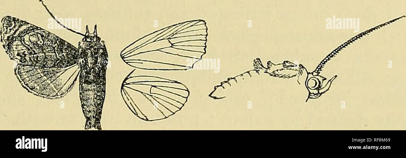 . Katalog der Lepidoptera Phalaenae im British Museum. Motten. EUXELIA. 61, Klemme, durchdrungen mit Braun; Zilien weißlich mit eine braune Linie durch Sie; die Unterseite weißlich irrorated mit braunen, Spuren von punktförmigen Braun postmedial und subterminal Linien, eine Reihe von schwarzen Punkte kurz vor Termen. Ab. 1. Vorderflügel mit der Ante- und postmedial Bereiche durchdrungen mit violett Fuscous. Ab. 2. Pore Flügel zu helleren Braun, den medialen Bereich durchdrungen mit violett Fuscous. Ab. 3. Vorderflügel grau gemischt mit rot-braun, die Venen mit schwärzlich Streifen auf. Ab. 4. Vorderflügel weißlich gemischt mit ochreous Stockfoto