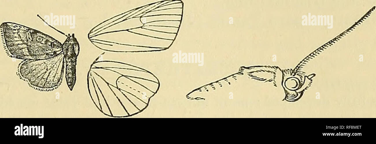 . Katalog der Lepidoptera Phalaenae im British Museum. Motten. GALGTJLA. 441 dann schräg, eine Reihe von schwarzen Punkte bej' ond es auf die Venen; ein undeutlicher weißlich subterminal Linie, auf der Innenseite der rot-braun, schräg, leicht gebogene, incurved an der Vene 2; ein Terminal Serie von schwachen Minute braun lunules; Zilien dunkelbraun an der Basis, weißlich an den Spitzen. Hinterflügeln weißlich mit Braun vor allem auf Bereich Terminal durchdrungen; Zilien weißlich mit eine braune Linie in der Nähe von Basis; die Unterseite weißlich gefärbt mit Braun, eine braune scheibenförmigen Striga; gebogene postmedial Linie von Costa an Vene 3 und Klemme Stockfoto