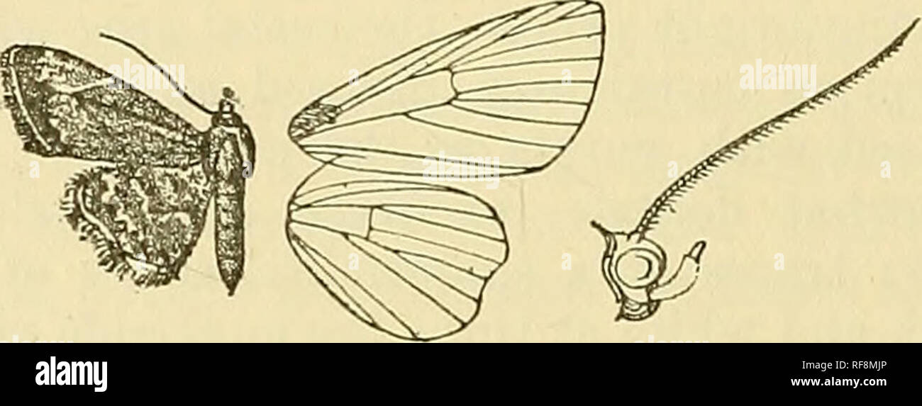 . Katalog der Lepidoptera Phalaenae im British Museum. Motten. 76 NOCTUIDiE. Weiß schwach mit rufous gefärbt; Spuren eines schrägen rufous medial Linie; eine leichte minutiös Gyrus postmedial Linie mit dunklen Punkten an den Adern; subterminal Serie von leichten dunklen Punkte; eine Linie braun Klemme Linie; die Wimpern mit starken Rot-braune Linie in der Mitte und rot-braunen Spitzen; die Unterseite gelblich-weiß, die Termen und irrorated getaucht, mit schwarzer, eine Minute schwarz scheibenförmigen Point und postmedial Serie von Punkten. Uab. {Sawgir Dolierty), 1 5 Art. Exp. 20 Millim. § VIT. Vorderflügel mit dem terraen Stockfoto