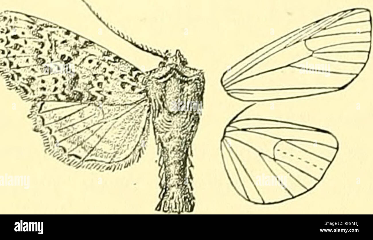 . Katalog der Lepidoptera Phalaenae im British Museum. Schmetterlinge, Lepidoptera. Abb. 157.- Conistra evelina, ^, durch. . Mitte; ein Terminal Serie von leichten Braun lunules. Hinterflügeln grau getaucht und irrorated mit Fuscous, das Terminal Bereich tief Fuscous; Zilien blass rufous; die Unterseite irrorated ochreous weiss mit braunen, einem Scheibenförmigen postmedial lunule und geschwungene Linie. Herd. Japan, Yokohama (PN/er), 5c?, 4 $, Art. Exj^. 36 Millim. Abschn. II. Antennje der männlichen mit langen fasciculate Zilien. A. in der Hinterflügel mit das Küstengebiet und postmedial und Terminal bands Fleisch - Rot castaneofascinta. B. Hind Stockfoto