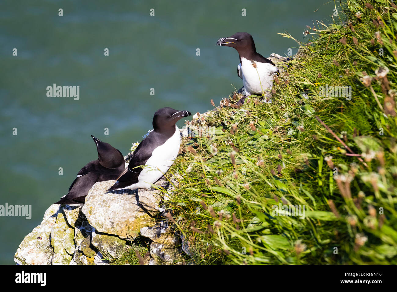 England, Vereinigtes Königreich, England, Yorkshire, Tordalken, Bempton Cliff,, Vereinigtes Koenigreich Stockfoto