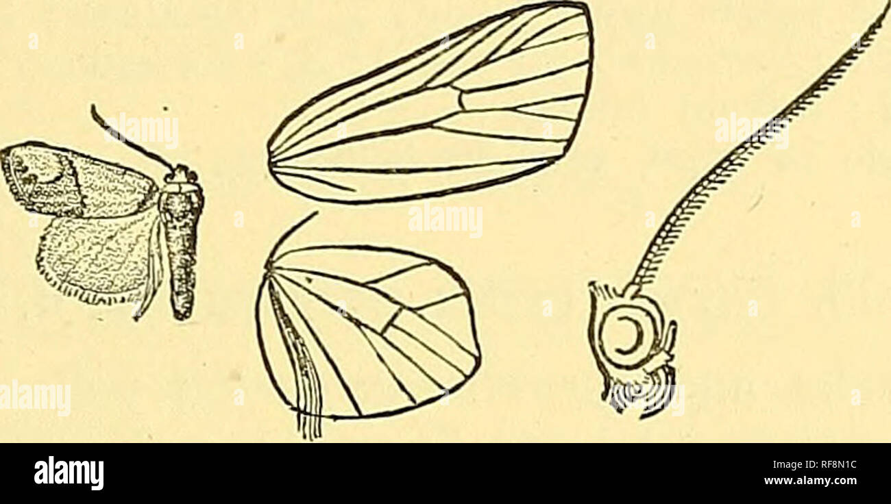 . Katalog der Lepidoptera Phalaenae im British Museum. Schmetterlinge, Lepidoptera. LICNnPTEEA. 333 Abs. I.{Licnoptera). Antennen der männlichen Ciliated; Hinterflügel mit das Küstengebiet stark erweitert, die Spitze abschneiden, Adern 6, 7 sehr unterschiedliche aus Ihrer "Gabel, den inneren Rand mit einem Fach mit einem Büschel von langem Haar. * 703. Licnoptera crocodora. Licnoptera crocodora, Meyr. Trans. Ent. Soc. 1839, S. 461; Kirby, Cat. Het. S. 307, 342. S. Kopf und tegulse Goldgelb; Palpen und Antennen bräunlich; Thorax lila, mit gelben Flecken auf mesothorax; Beine weißlich; Fore tibiffi und tarsi Stockfoto