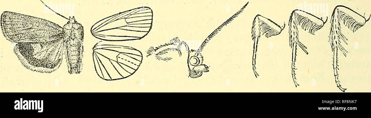 . Katalog der Lepidoptera Phalaenae im British Museum. Schmetterlinge, Lepidoptera. 628 NOCTUIDJE. Larve. Meyr. Brit. Lep. S. 106; Barrett, Lep. Brit. iv. S. 10, Pi. 138. w. 1. Blass grünlich oder ochreous, schwarz gepunktet.: Dorsale Linie blass, teilweise mit kurzen dunklen Flecken; zwei schwärzliche Flecken auf somiten 12; manchmal eine laterale Reihe von Schrägen dunkler Marken; spiracular Linie blass; Kopf hell mit dunklen Abzeichen. Essen - Pflanzen: Primula, Stellaria, Ruhus, etc. 9-5. 1080. Triphasna interjecta. Noctua interjecta, Hubn. Kgv. Eur. Scbmett., Noct. pi. 23. w. 107 (1827); Herr.- Schaff. Scbmett. Eur ii.p Stockfoto