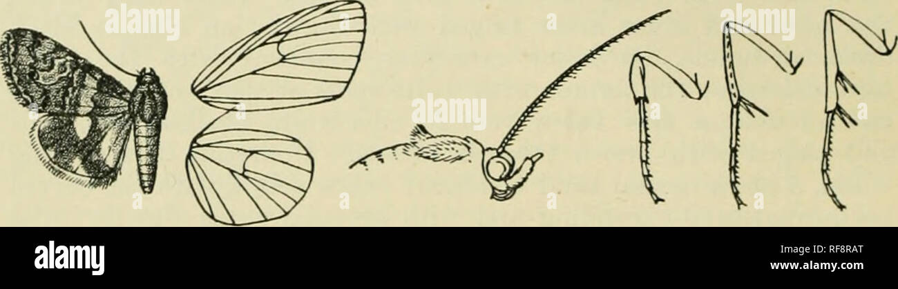 . Katalog der Lepidoptera Phalaenae im British Museum. Motten. 284&gt; OCTlID. K, LcHcnuilis schhniiherijeri, Fiiclis, Soc. Ent. xviii. s. 50 (1903). Lcuraiiif/s Beta, Kiisiiezov, Taskeut, Izv. Türk. Alt. Russ. geogr. Obsc. iv. 8, S. 173 (l'.) U 8). Kopf und Thorax rufous; anteinue schwärzlich; Palpen weiß iiTorated mit l) rovii; pectus, Beine und ventrale Oberfläche der Bauch weiß, die Beine irrorated mit braunen, die rückenseite des Abdomens gefärbt und irrorated mit Braun. Fuscous Vorderflügel braun mit einem Bleiernen grauen Farbton und einige irroration; die Unterseite weißlich Blass rufous mit einigen weißlich an Stockfoto