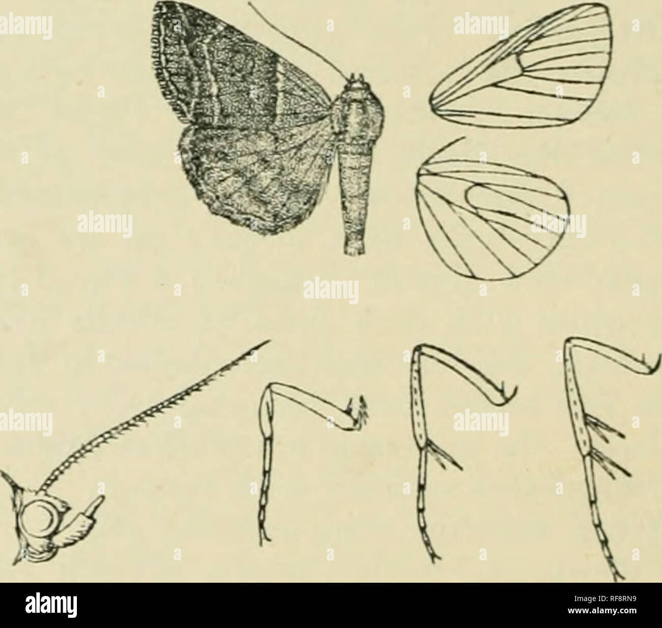 . Katalog der Lepidoptera Phalaenae im British Museum. Motten. UJ. NocTrin. E. mit der basalen Hälfte bräunlich Grau, das Terminal die Hälfte fiiscous; ein undeutlicher schrägen weißlich medial Linie; einige Weiß auf terraen an discal Falten; die Wimpern weiß mit braun und mit einem braunen Linie durch sie gemischt. Unterseite blau-grau in-anenn mit schwärzlich; Vorderflügel mit schwärzlich scheibenförmigen Bar und leichte postmedial gekrümmte Linie mit Breite schwärzlich suffusion lieyond; Hinterflügel mit schwärzlich scheibenförmigen Striga und eher diffuse postmedial und sub-Terminals. Hah. Bi!. Vj. einen feinen, Nairobi {Anderson), Stockfoto