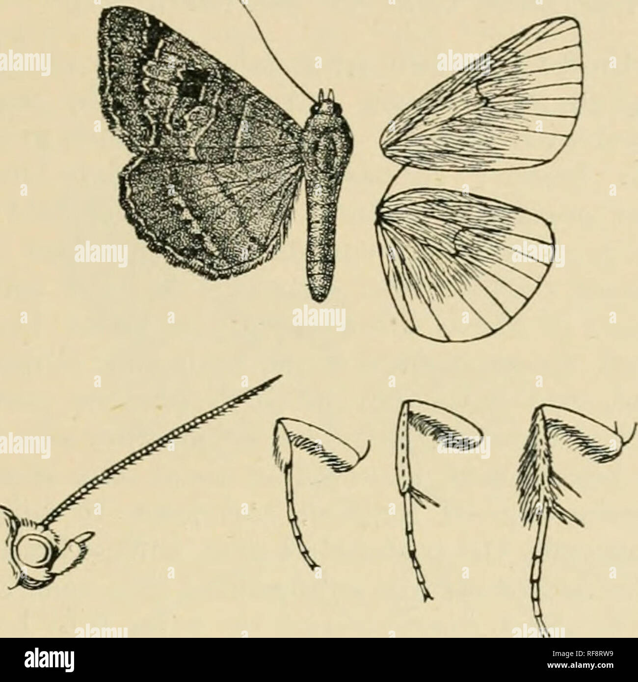 . Katalog der Lepidoptera Phalaenae im British Museum. Motten. MOCTS. 9/weißlich durchdrungen mit Braun. Hinterflügeln grau getaucht witli Braun; ein undeutlicher dunklen postmedial Linie und diffuse sub-Anschluss; Zilien weißlich durchdrungen mit braun; die Unterseite mit den basalen Hälfte getönt mit RUFOUS, das Terminal die Hälfte grau tinsred und irrorated mit Braun.. Abb. 26.-Mods mutuaria, J.2. Vorderflügel ohne antemedial schwarzen Punkt über den inneren Rand, ein gewundenes medial Linie, die reniform vollständig durch Braun und ohne die Bifidum schwarze Markierung darüber hinaus definiert, ein prominenter dunklen Schatten vor der Stockfoto