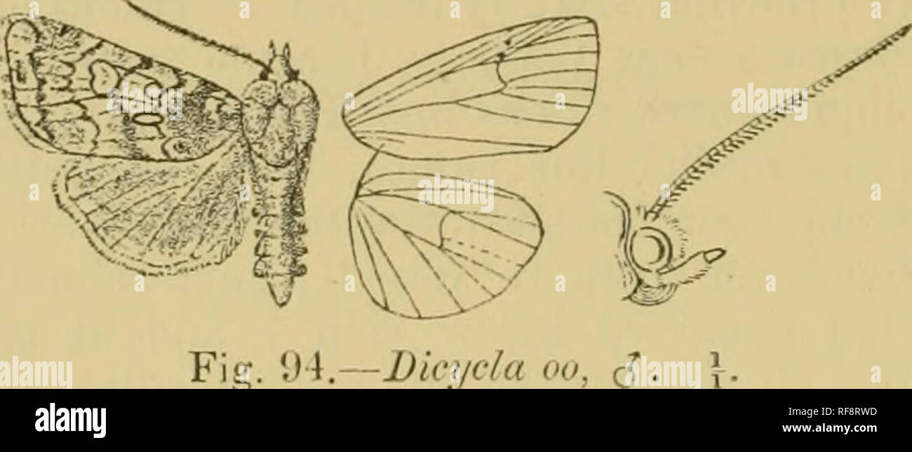 . Katalog der Lepidoptera Phalaenae im British Museum. Motten. 23 - ich NociriD. Ich':. 4 ( ) ( ) 9. Dicycla oo. Bomhi/x Nein, Linn. Syst. Nat. ed. x. S. 507 (17. "i8;;;;;;;; Esp Schmett. iii. pi. 71. ff 2-5; Dup. Lep. Fr. vi. S. 174. pi. 84. ff 2, 3; Geyer, Eur.tfclimett., jS' okt. w. 867; Frr. Neue Beitr. pi. 454 und Steph. Iii. Brit. Ent., Iluust. iii S. 59; Staud. Kat. Lep. piil. S. 203. yoctua ferruginago, Hiibn. Eur. Suhmett., Noct. w. 195 (18 U 2). Renago Noctiia, Haw. Lep. Brit. S. 238 (1809). Sul'Dicycla phurca, Slnud. Kat. Lep. pal. S. 203 (1901). Dicycla grheugo, Schultz, Soe. Ent. Xxi. S. 3 (190 Stockfoto