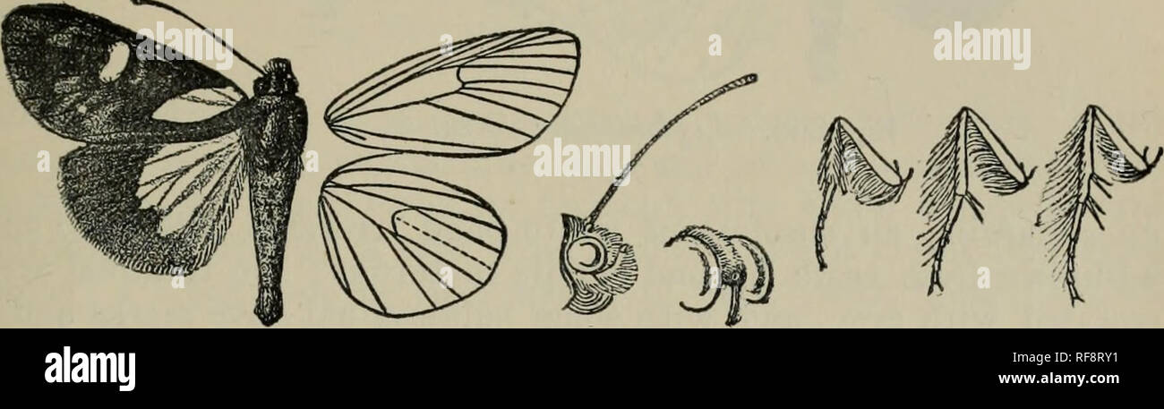 Katalog Der Lepidoptera Phalaenae Im British Museum British