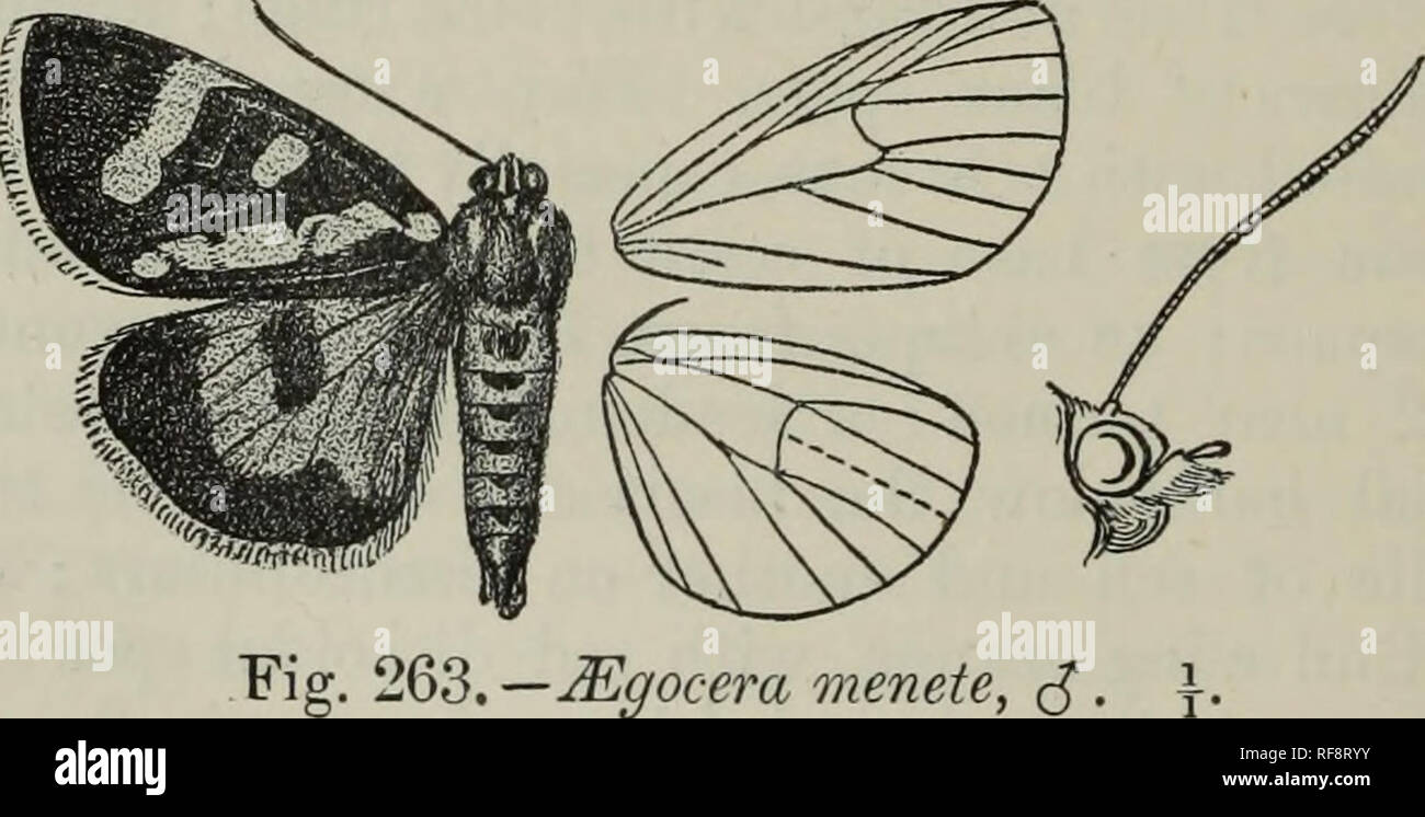 . Katalog der Lepidoptera Phalaenae im British Museum. British Museum
