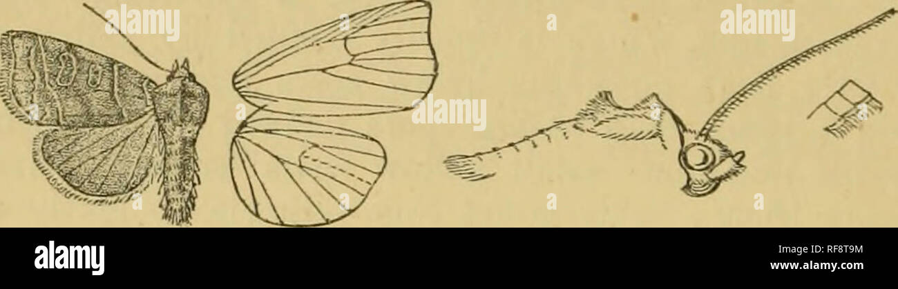 . Katalog der Lepidoptera Phalaenae im British Museum. Motten. 148 jrcciriD^. §T{IpimorjJiaj. Vorderflügel mit den Termen unter Apex exzidiert, tJieu excurvfcd. 4491. Ipimorpha retusa. Noctua retuaa, Linn. Faun. Suec. S. 321 (1761); Esp. Schmett. iv. pi. 178. w. 1; Hiibn. Eur. Schmett., Noct. w. 214; Dnp. Lep. Fr. vi. S.145, Pi. 82. w. 3; Frr. Beitr. iii. pi. 143; Stand. Kat. Lep. pal. S. 205. Noctua vet'ula, Hiibn. Beitr. pi. 2, H (1791). Noctua griech. Haw. Lep. Brit. S. 268 (1809); Steph. 111. Bi-it. Ent., Haust. iii s. 57. Cosmia ctirvata, Butl. Trans. Ent. Soc. 1886, S. 13. Stockfoto