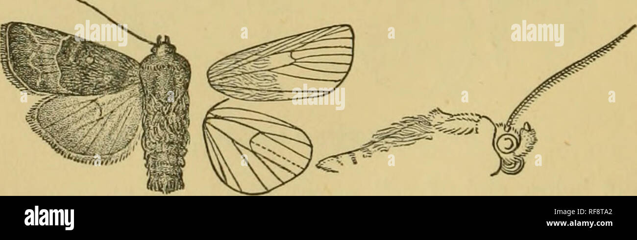 . Katalog der Lepidoptera Phalaenae im British Museum. Motten. 128 NOCTtJIP-E. Brown, außer auf den inneren Bereich, die Venen braun; die terraen mit feurigen roten von der Spitze bis zur Vene 2 gefärbt; die Unterseite weißlich, das Küstengebiet durchdrungen und irrorated mit feurigen roten zu postmedial Linie, die schwarz ist, gewölbt, gyrus, endend bei submedian Falten; einige leichte Terminal dunklen luuulcs von der Spitze bis zur Vene 5. Hah. Peru, Carabaya, La Oroya {Oclcenden), typ f c? In Coll. Druce. Exp. 26 Millim. Gattung CALYMNIODES, sep. Typ, C. hasicarnea. Rüssel voll entwickelt; Palpen umgedrehten, die 2. Gemeinsame erreichen zu Vert Stockfoto